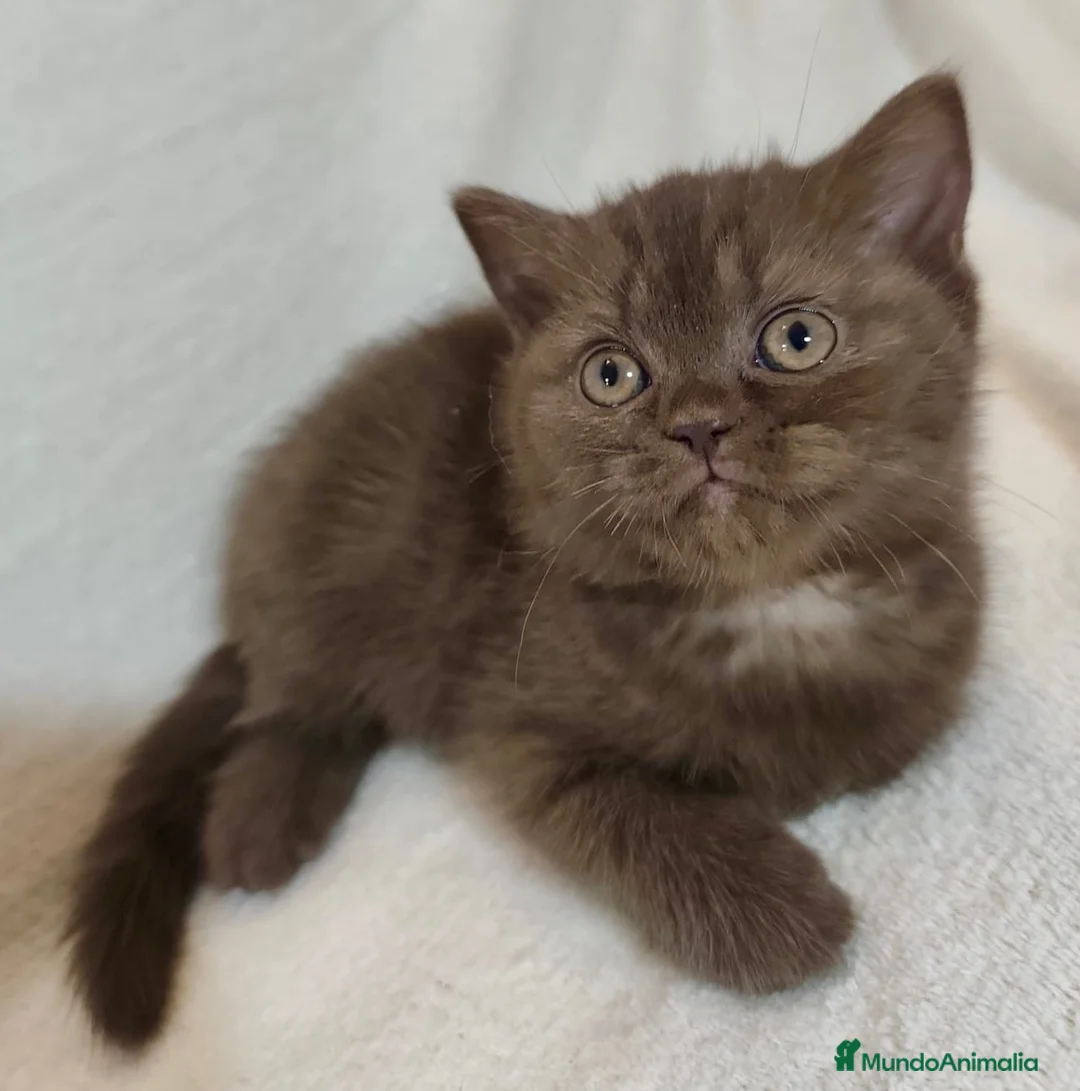 Británico de Pelo Corto gatos en venta: SE VENDE GATITA BRITISH SHORTAIR - Anuncio 2
