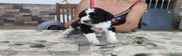 Perro de Agua Español perros en venta: Perros de agua  - Anuncio 2