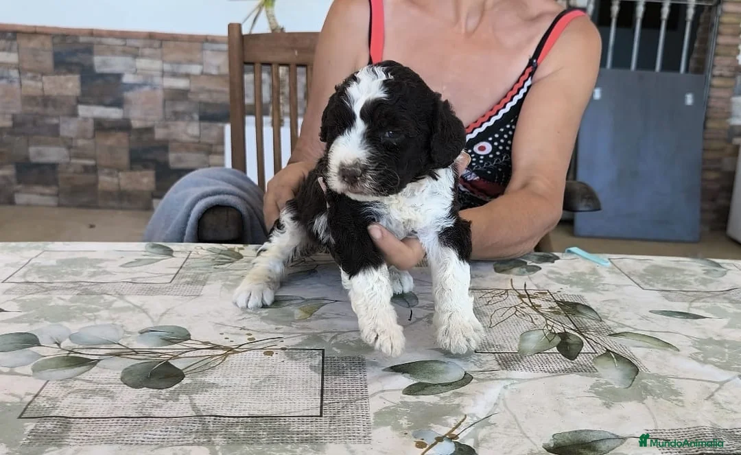 Perro de Agua Español perros en venta: Perros de agua  - Anuncio 2