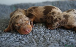 Teckel Miniatura perros en venta: 🐾 Kodat, Byron y Curry – Teckel miniatura 🐾 - Imagen 13