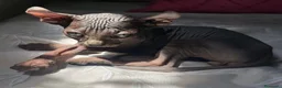 Sphynx gatos en venta: Elf 91 - Anuncio 7