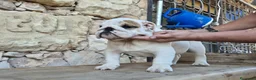 Bulldog Inglés perros en venta: Cachorro bulldog ingles  - Anuncio 12