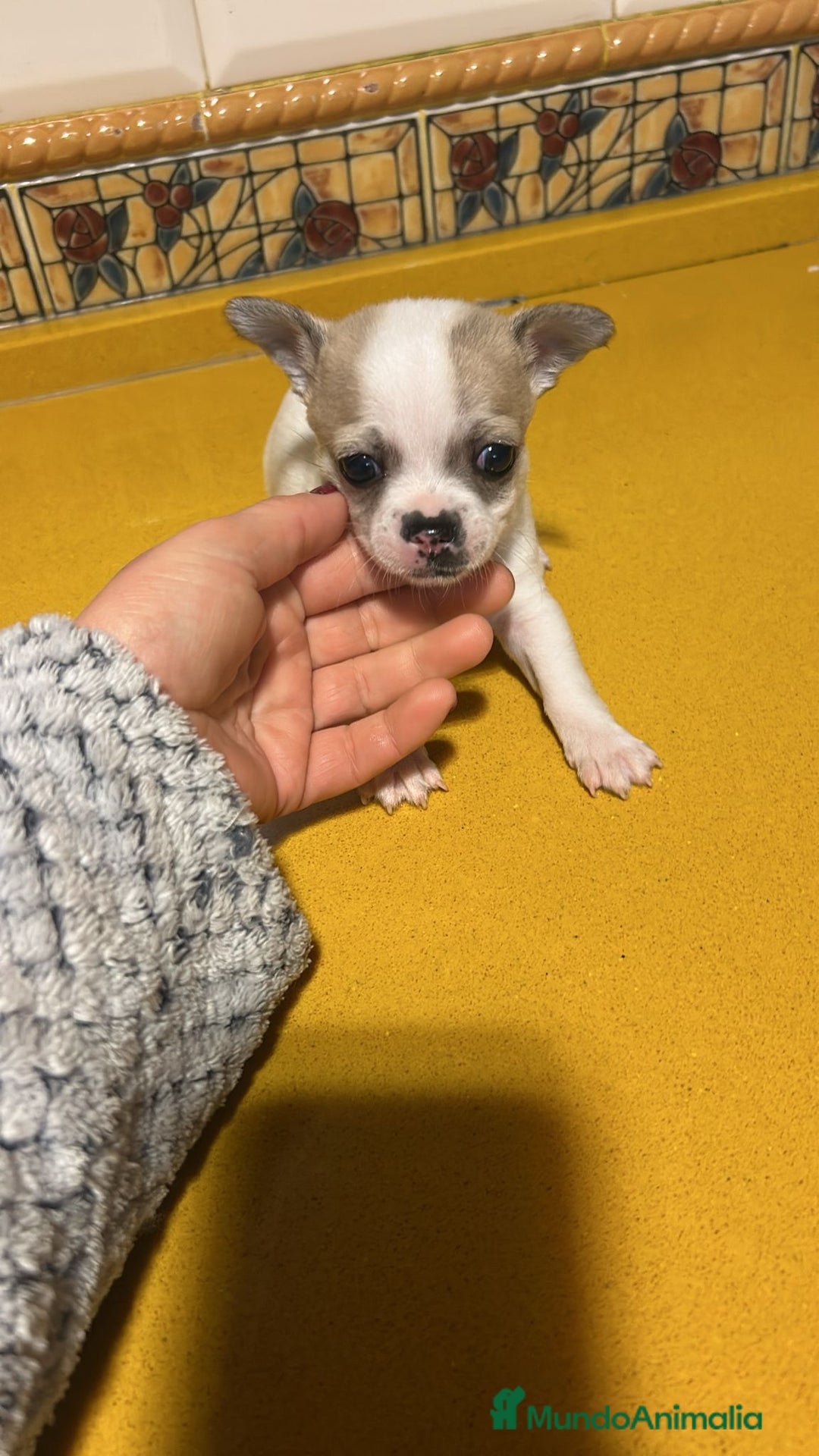 Chihuahua perros en venta: Chihuahuas toy - Anuncio 5