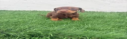 Teckel Miniatura perros en venta: Teckel Miniatura - Anuncio 2