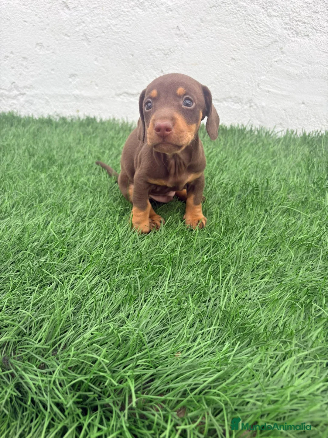 Teckel Miniatura perros en venta: Teckel Miniatura - Anuncio 2
