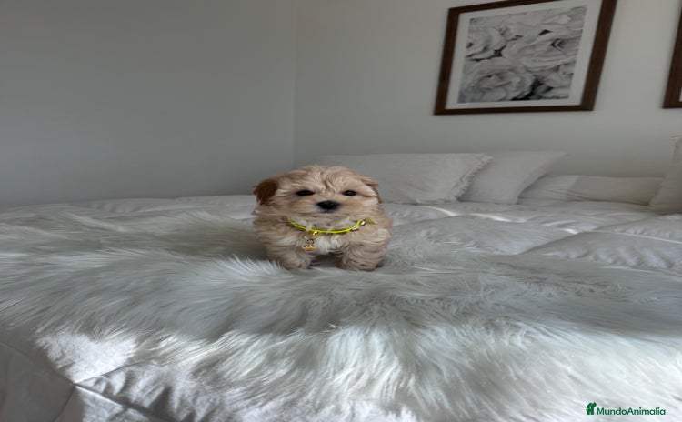 Maltipoo perros - Anuncio 1