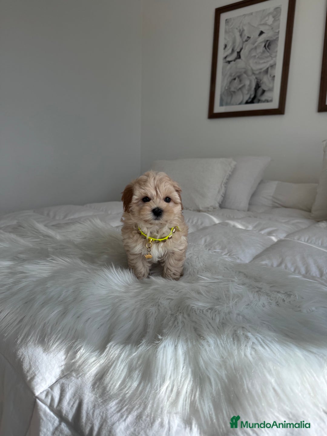 Maltipoo perros en venta: Maltipoo - Imagen 1