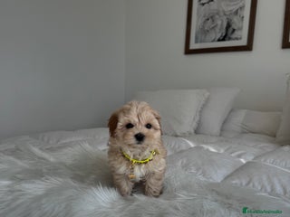 Maltipoo perros - Anuncio 4
