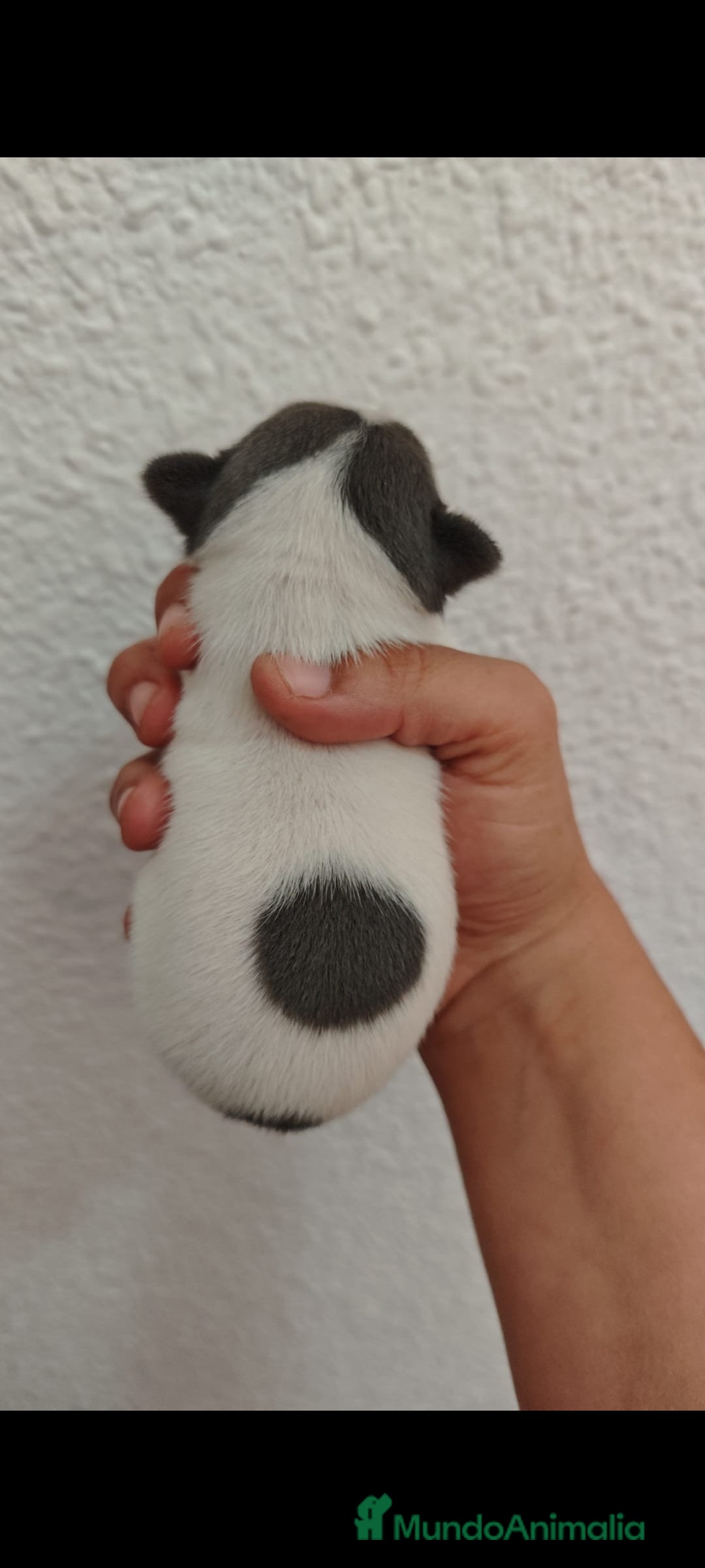 Chihuahua perros en venta: Chihuahua mini mini - Imagen 2
