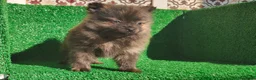 Pomerania perros en venta: Pomerania  - Anuncio 2