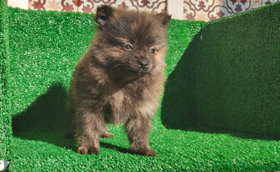 Pomerania perros en venta: Pomerania  - Anuncio 2