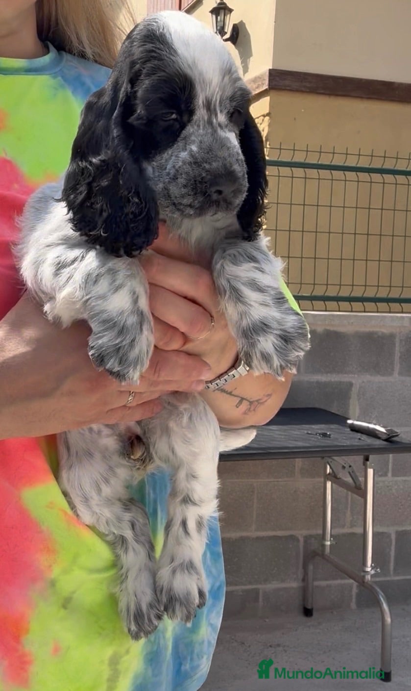 Cocker Spaniel Inglés perros Preciosos cachorros cocker inglés  - Anuncio 2