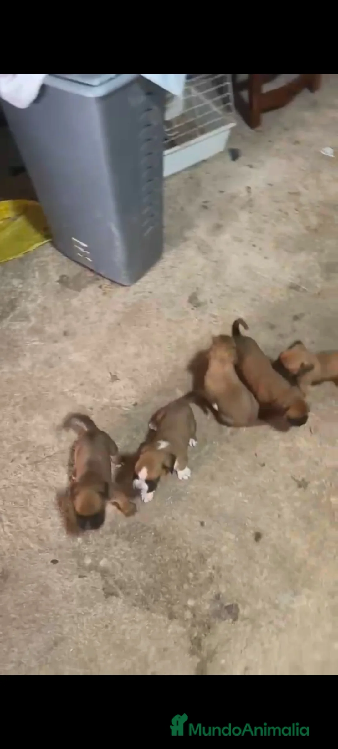 Boxer perros en venta: Boxer  - Anuncio 2