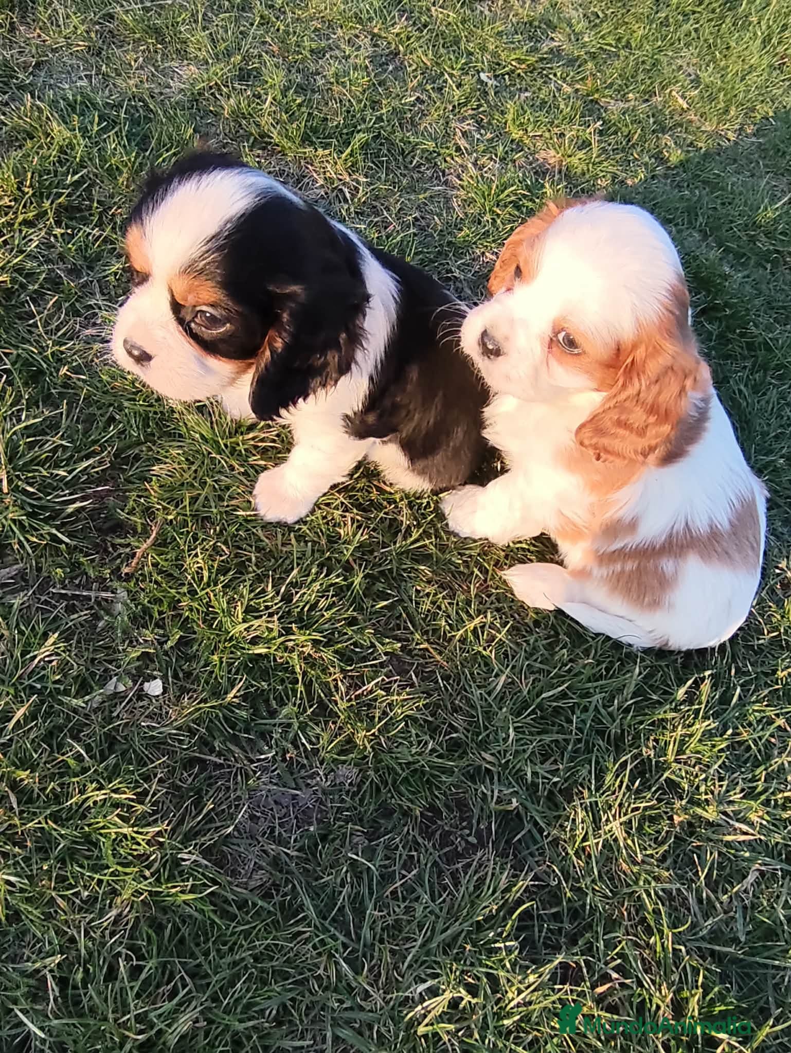 Cavalier King Charles Spaniel perros CAVALIER - Anuncio 2