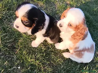 Cavalier King Charles Spaniel perros CAVALIER - Anuncio 2