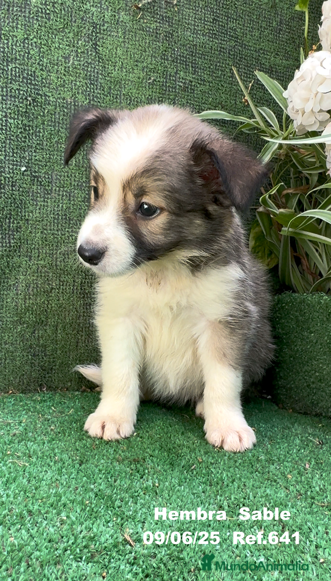 Border Collie perros en venta: BORDER COLLIE sable - Imagen 10