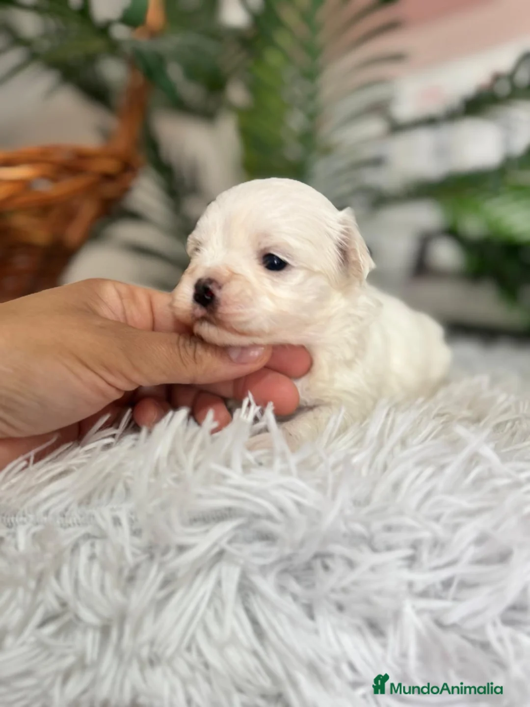 Bichón Maltés perros en venta: BICHON MALTES DISPONIBLE - Anuncio 16