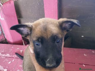 Pastor Belga Malinois perros Macho y hembra - Anuncio 1