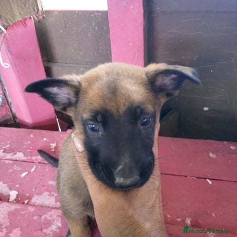Pastor Belga Malinois perros Macho y hembra - Anuncio 1