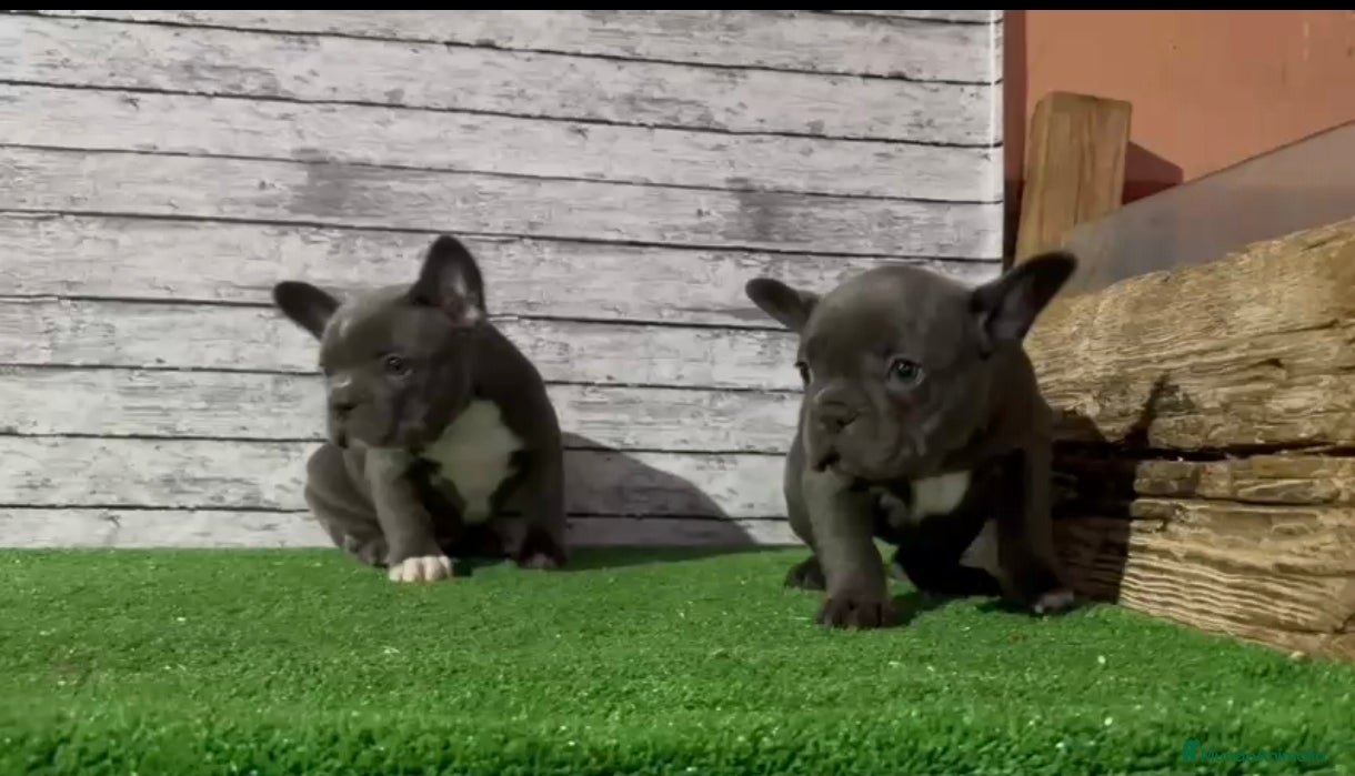 Bulldog Francés perros Venta de bulldog francés hembra blue - Anuncio 2