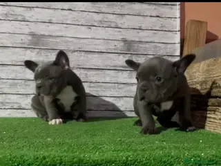 Bulldog Francés perros Venta de bulldog francés hembra blue - Anuncio 2