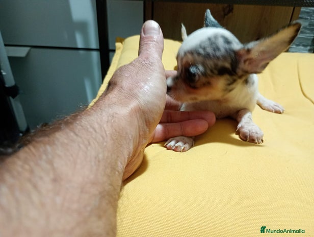 Chihuahua perros - Anuncio 2