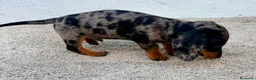 Teckel Miniatura perros en venta: Teckel kaninchen arlequín merle blue - Anuncio 4