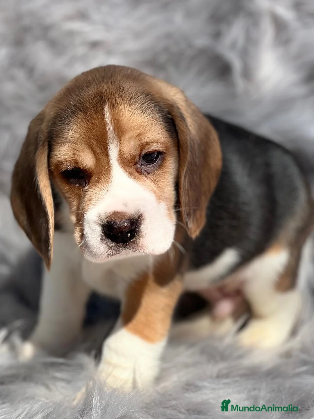 Beagle perros en venta: Beagle en Barcelona - Anuncio 10