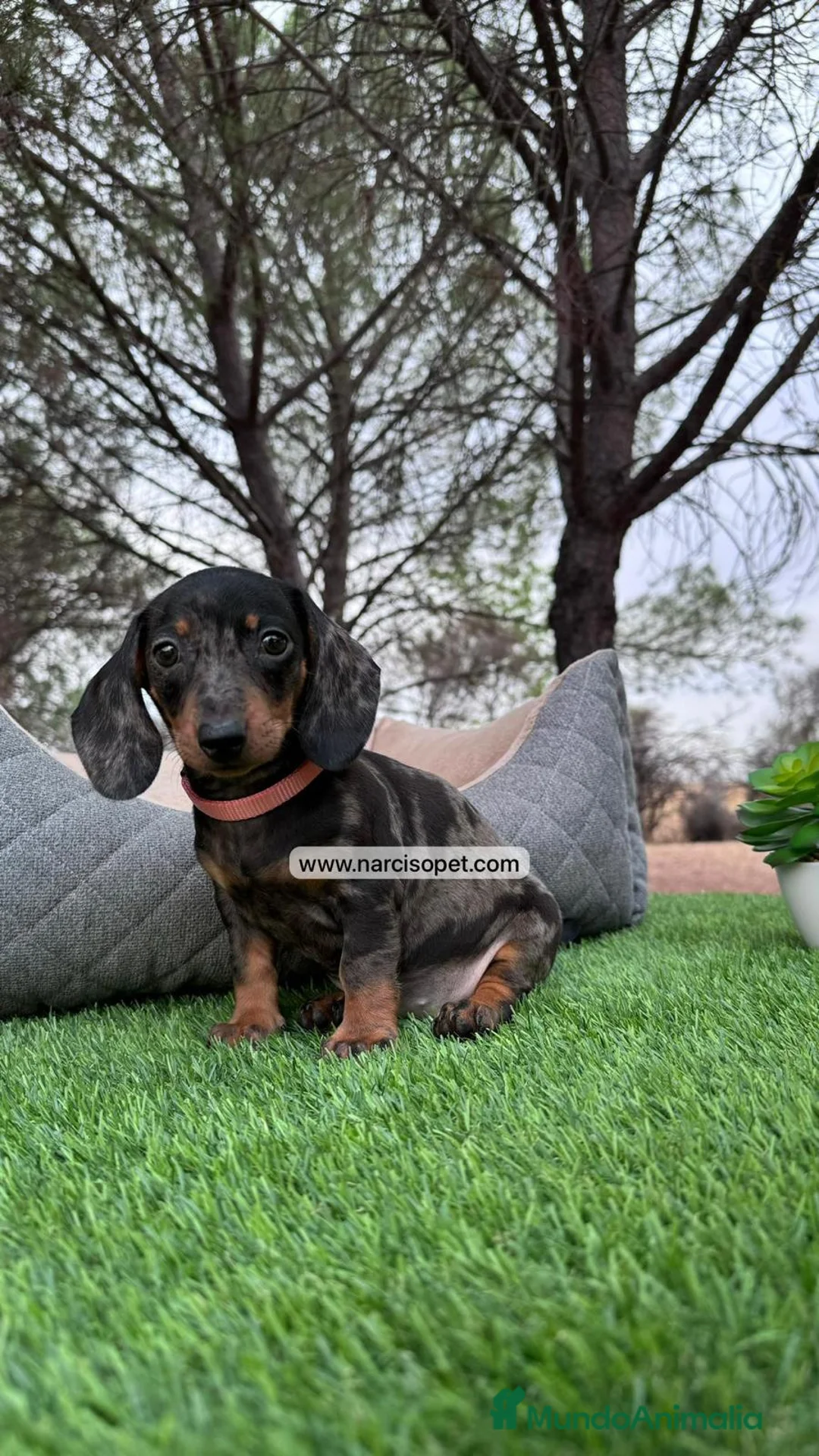 Teckel Miniatura perros en venta: CACHORRITO TECKEL MERLE PLATA - Anuncio 2