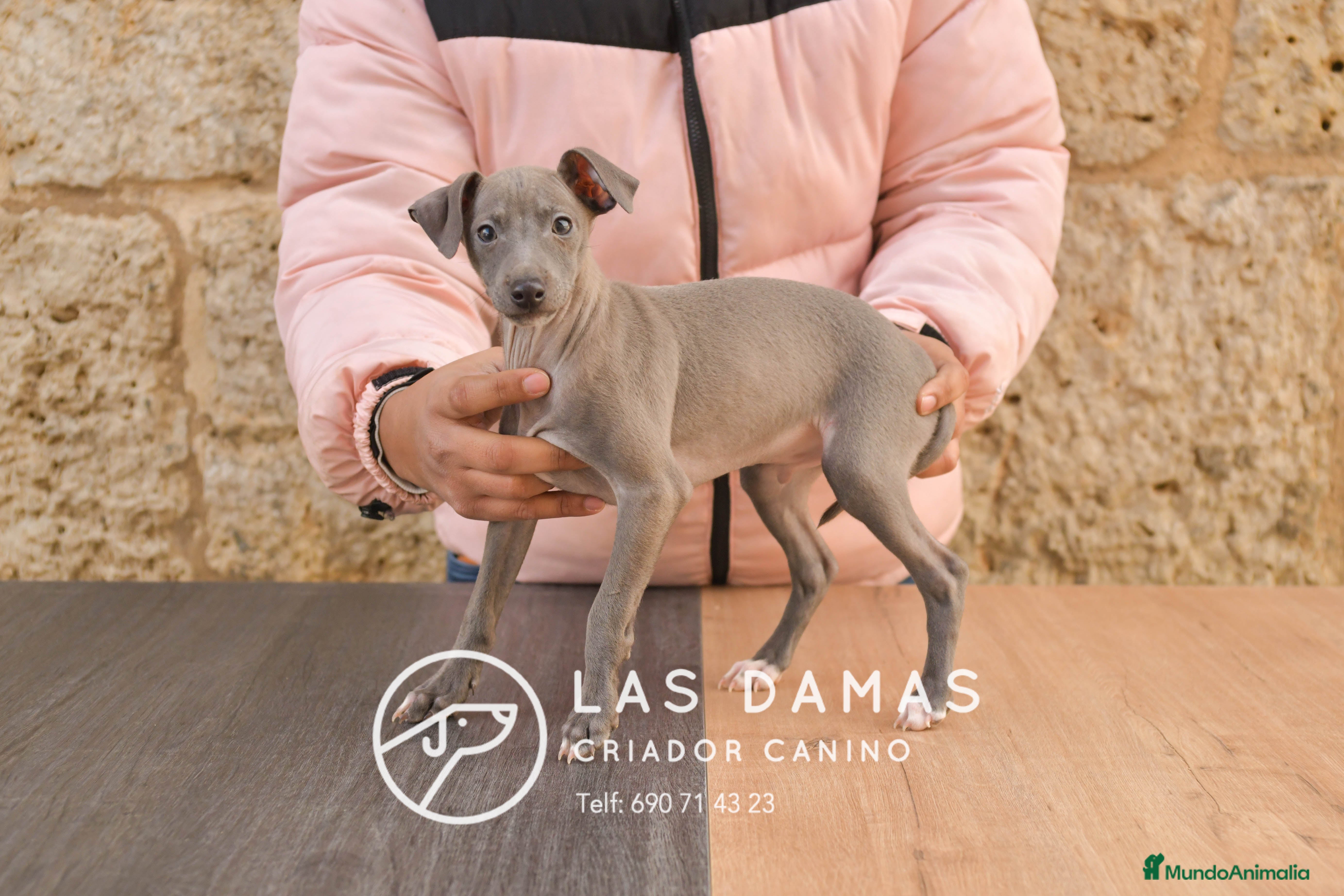 Pequeño Lebrel Italiano perros Piccolo lebrel italiano - Anuncio 1