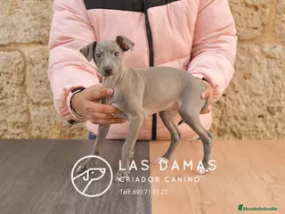 Pequeño Lebrel Italiano perros Piccolo lebrel italiano - Anuncio 6