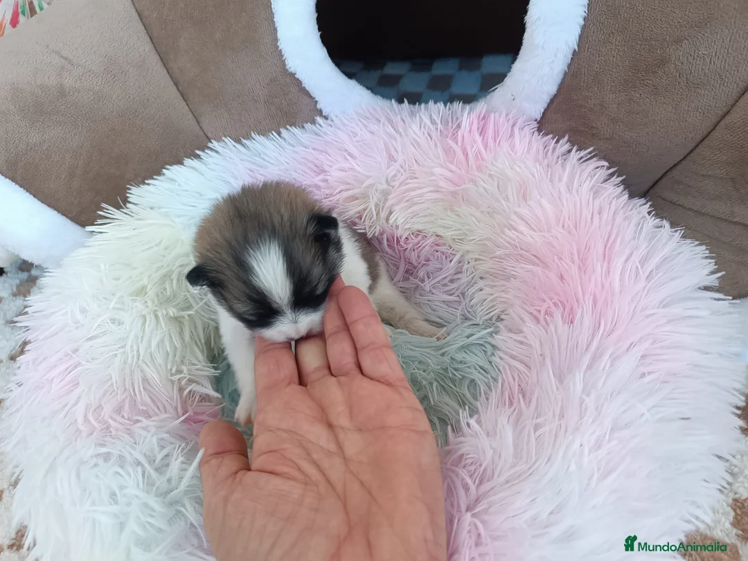 Pomerania perros en venta: POMERANIAS HEMBRITAS - Anuncio 3