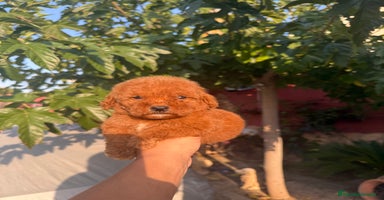 Caniche Toy perros - Anuncio 2