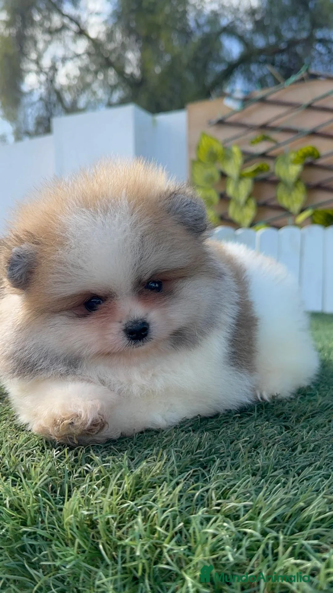 Pomerania perros en venta: POMERANIA MACHO - Anuncio 13