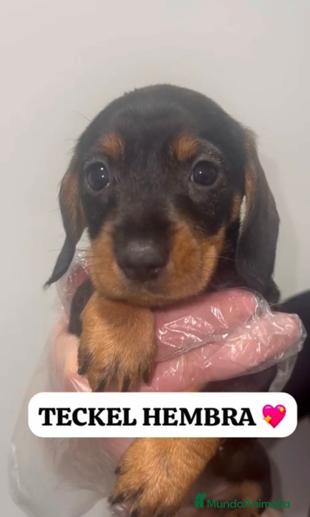 Teckel perros en venta: PEQUEÑITA TECKEL HOJA SECA PRECIOSA - Anuncio 2