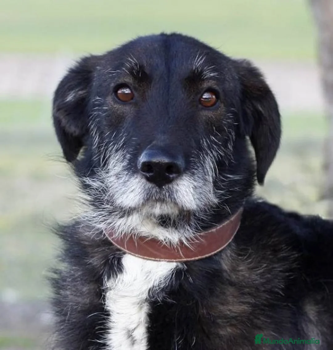 Raza Mixta perros en adopcion: YUNI, PERRITA MEDIANA, ADOPCIÓN en Madrid - Anuncio 7