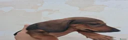 Teckel Miniatura perros en venta: Teckel Miniatura - Anuncio 16