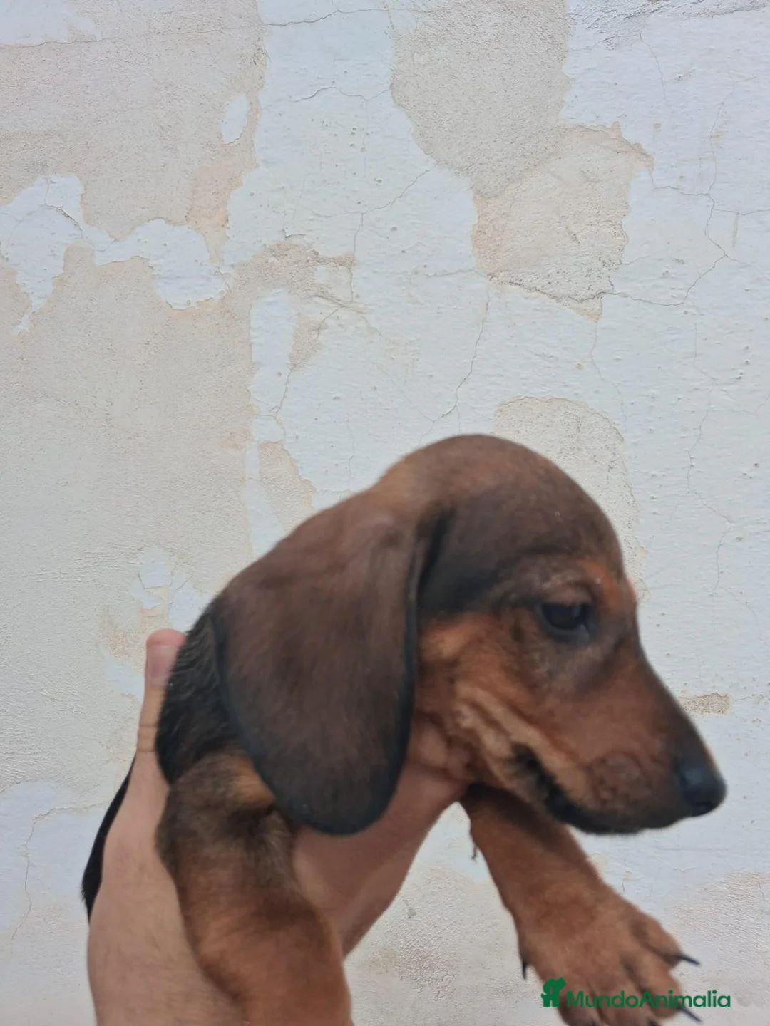 Teckel Miniatura perros en venta: Teckel Miniatura - Anuncio 16
