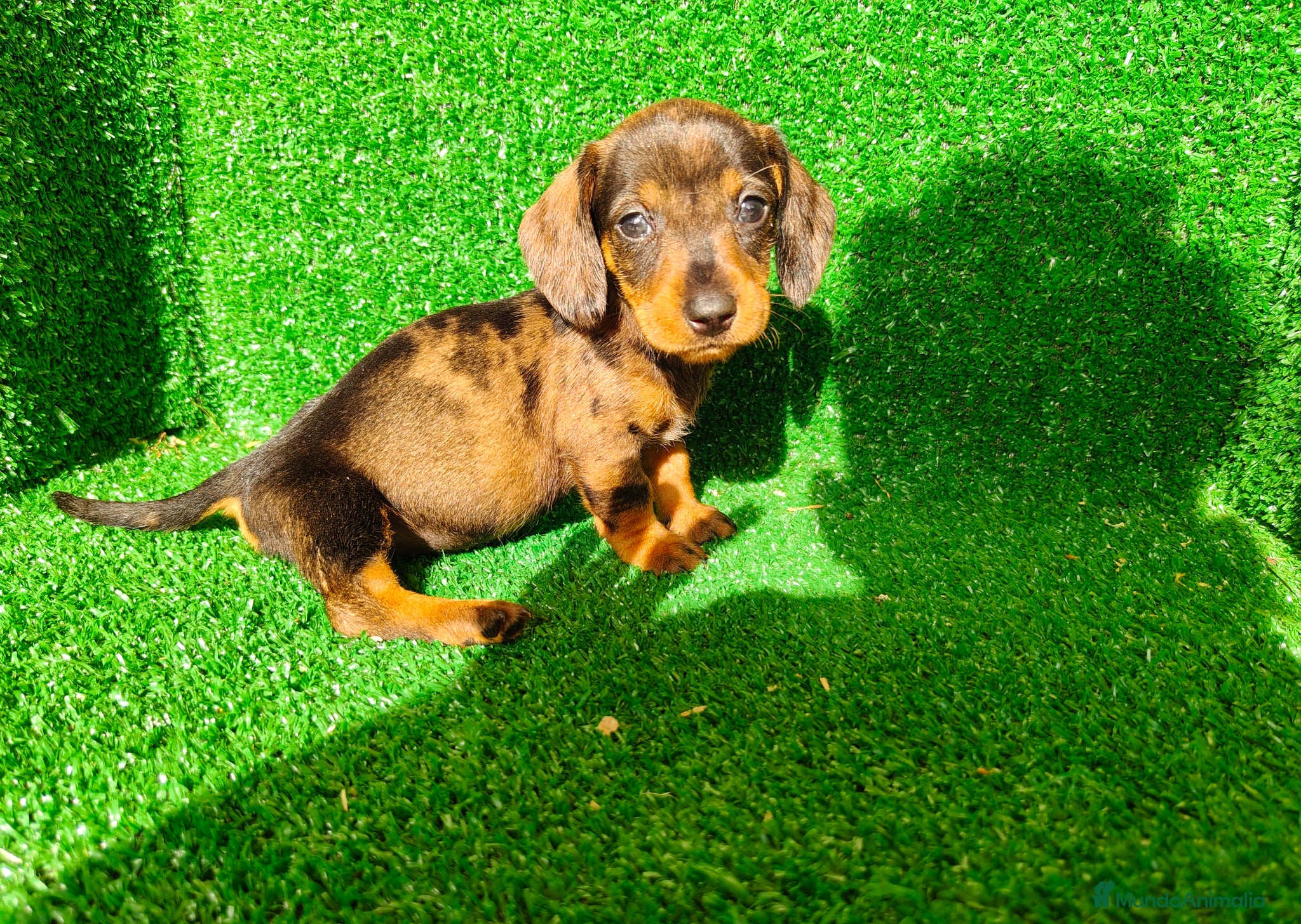 Teckel Miniatura perros Teckel miniatura  - Anuncio 1