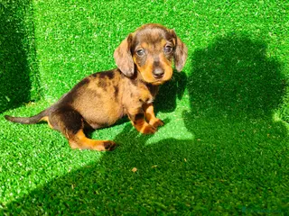 Teckel Miniatura perros Teckel miniatura - Anuncio 1