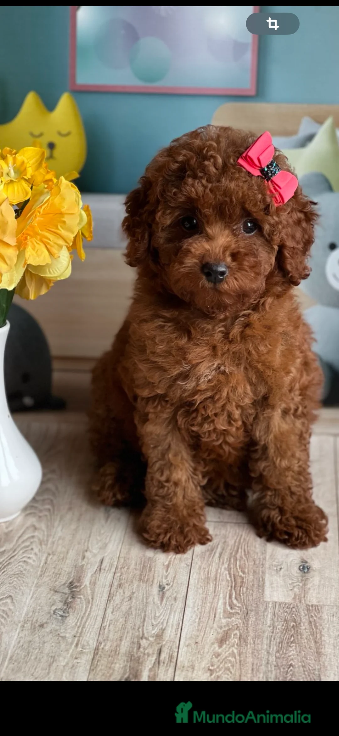 Caniche Mediano perros en venta: caniche mediano  - Anuncio 2