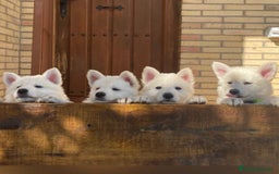 Pastor Blanco Suizo perros en venta: Cachorros de Pastor Blanco Suizo / 2 meses de edad - Imagen 15