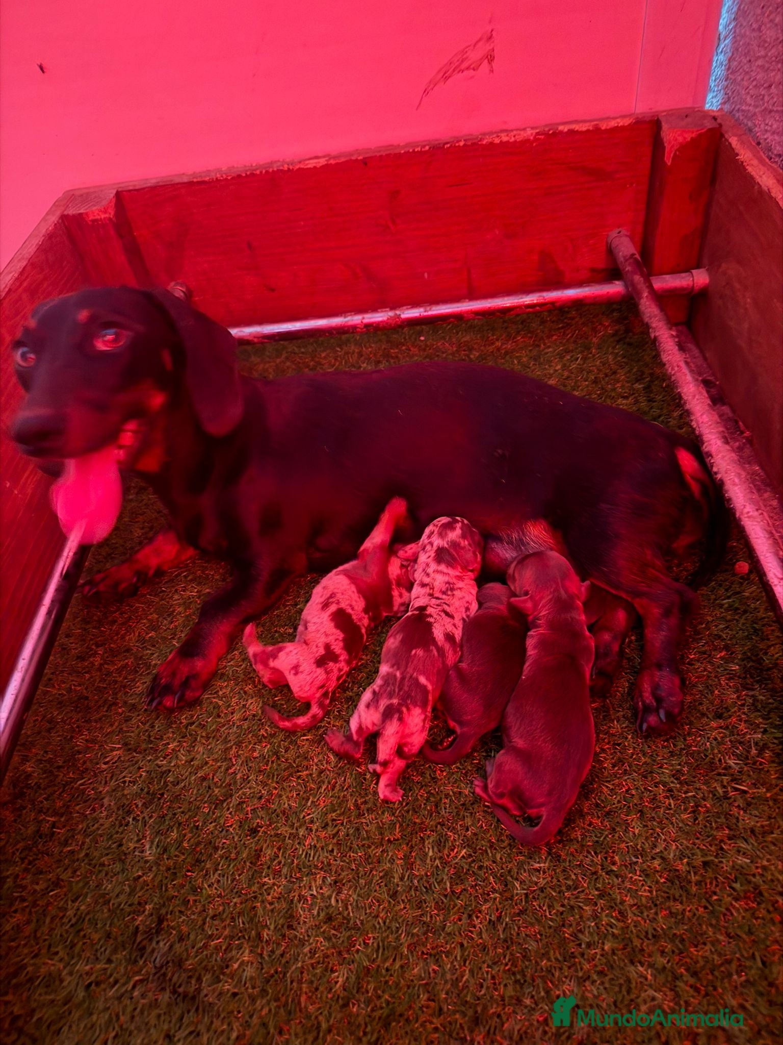 Teckel Miniatura perros TECKEL KANICHEN - Anuncio 1