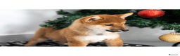 Shiba Inu perros en venta: Cachorras de Shiba Inu  - Anuncio 4
