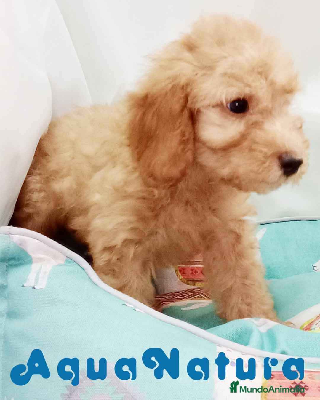 Caniche Enano perros Caniche Macho de Barbie y Can 6150 - AQUANATURA en Barcelona - Anuncio 2