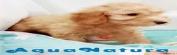 Caniche Enano perros en venta: Caniche Macho de Barbie y Can 6150 - AQUANATURA en Barcelona - Anuncio 2