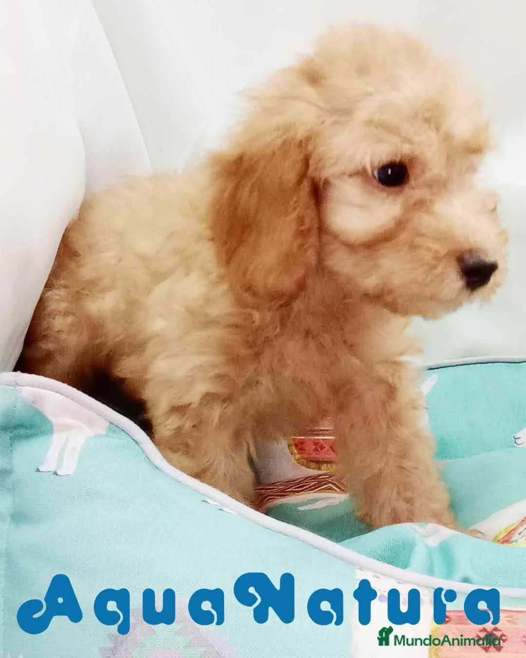Caniche Enano perros en venta: Caniche Macho de Barbie y Can 6150 - AQUANATURA en Barcelona - Anuncio 2