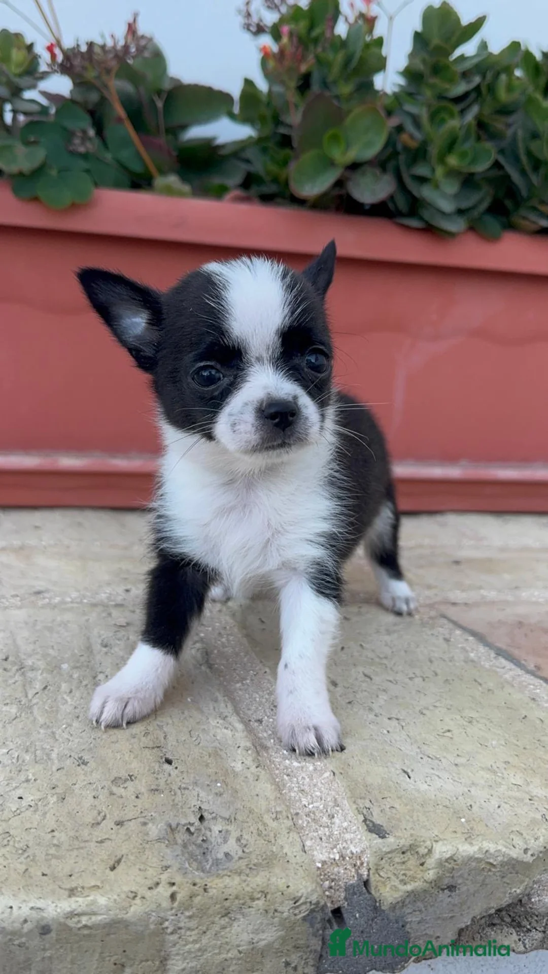 Chihuahua perros en venta: CHIHUAHUA HEMBRA - Anuncio 1