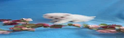 Pomerania perros en venta: PRECIOSO CACHORITO DE POMERANIA TOY  - Anuncio 19