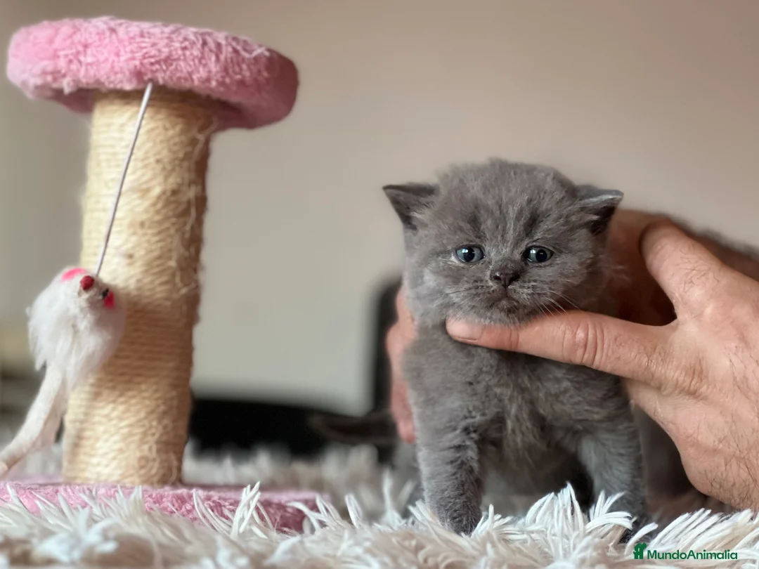 Británico de Pelo Corto gatos en venta: BRITISH SHORTHAIR BLUE - Anuncio 3